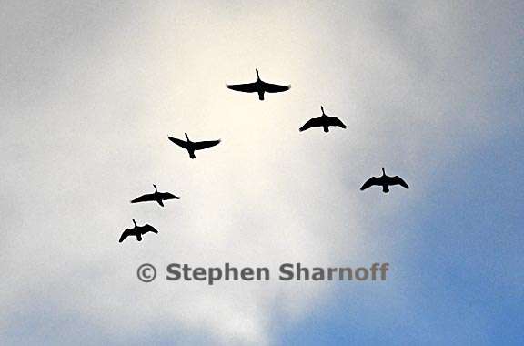 geese flying 1 graphic